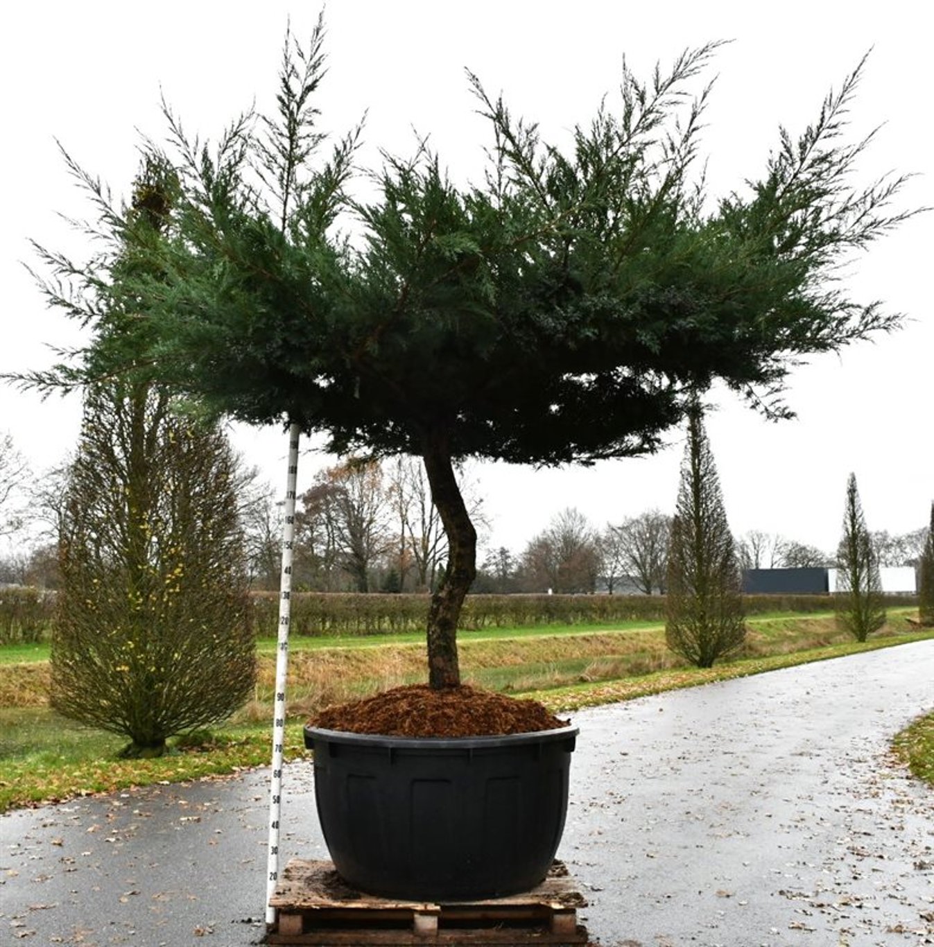 Hybrid-en – Juniperus media &