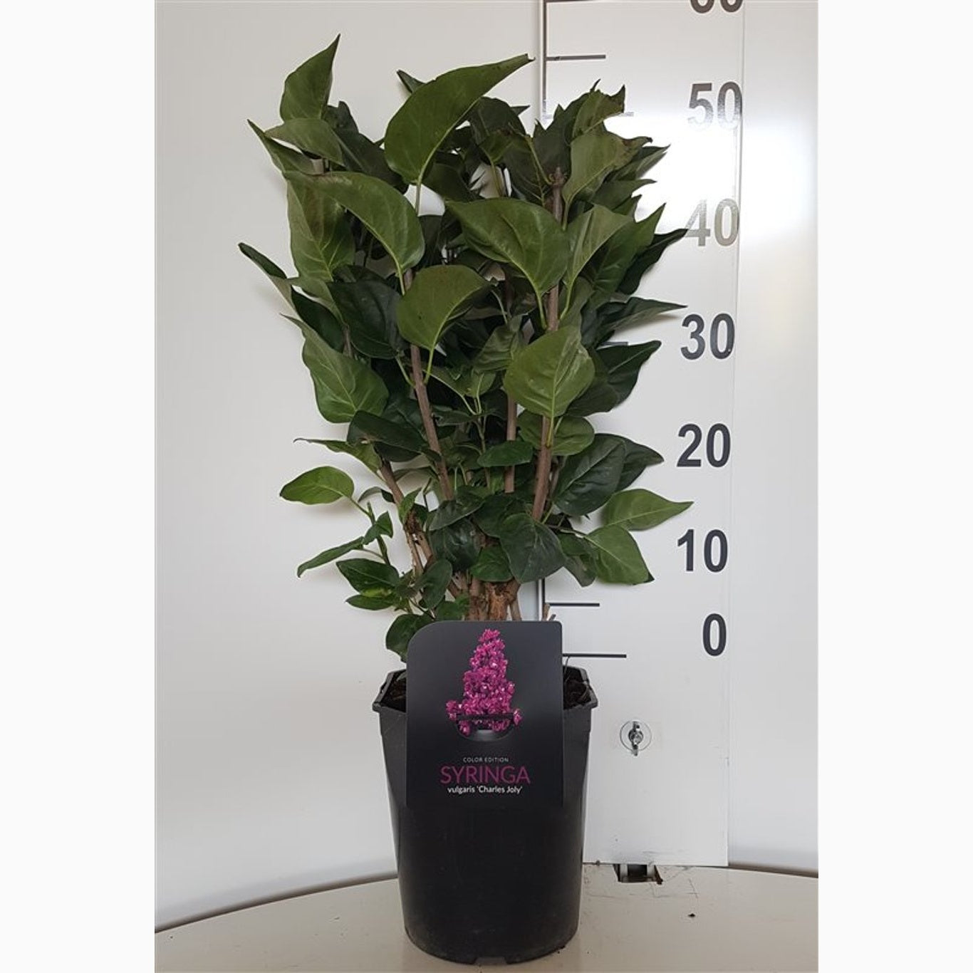 Syren (V); – Syringa vulgaris 'Charles Joly' - C5 50-60 CM