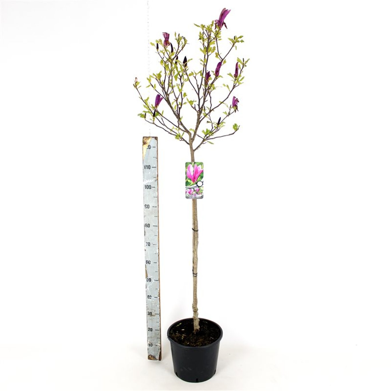 Magnolia – Magnolia 'Susan' - 150-175 CM RB