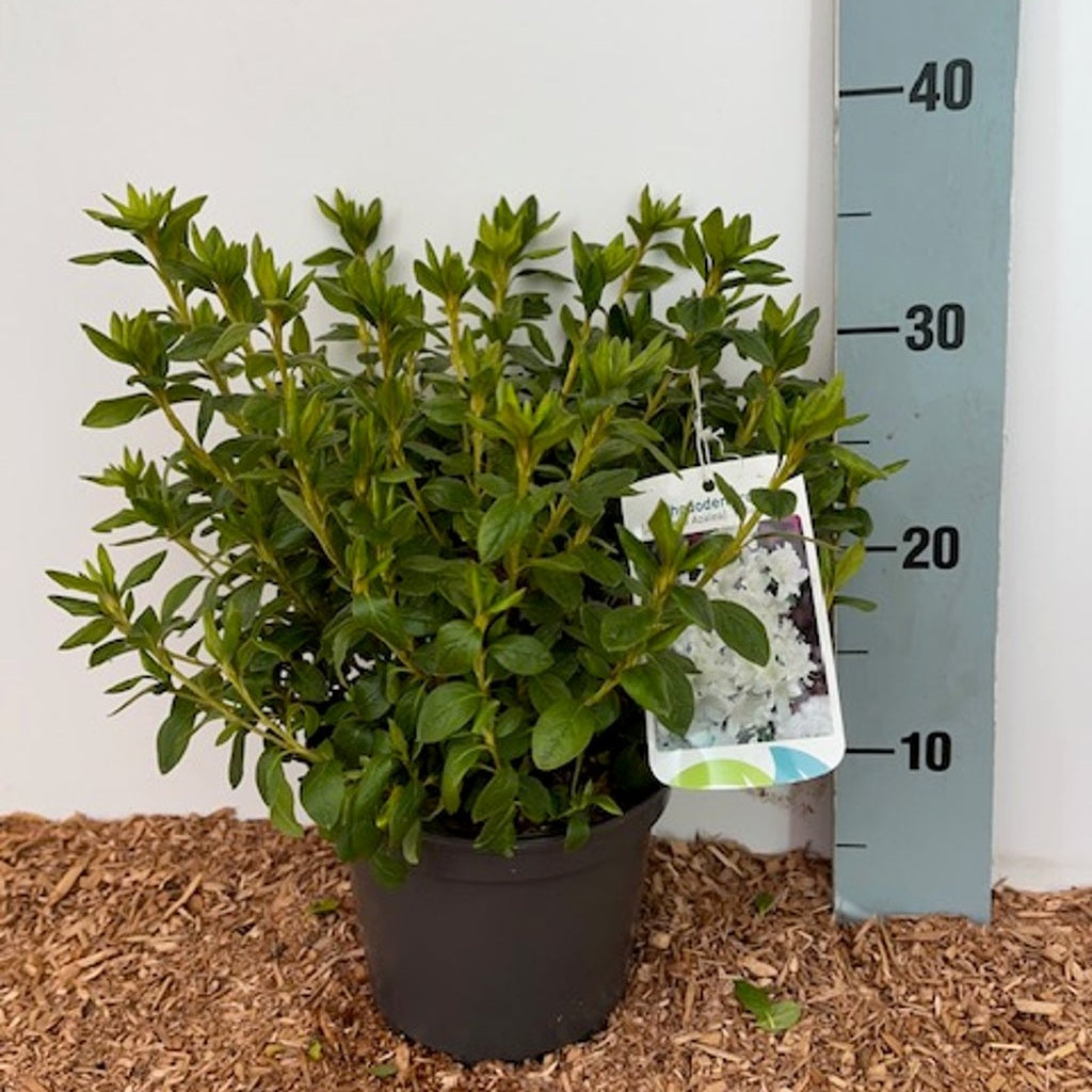 Rhododendron – Rhododendron (AJ); 'Palestrina' - C2 15-20 CM