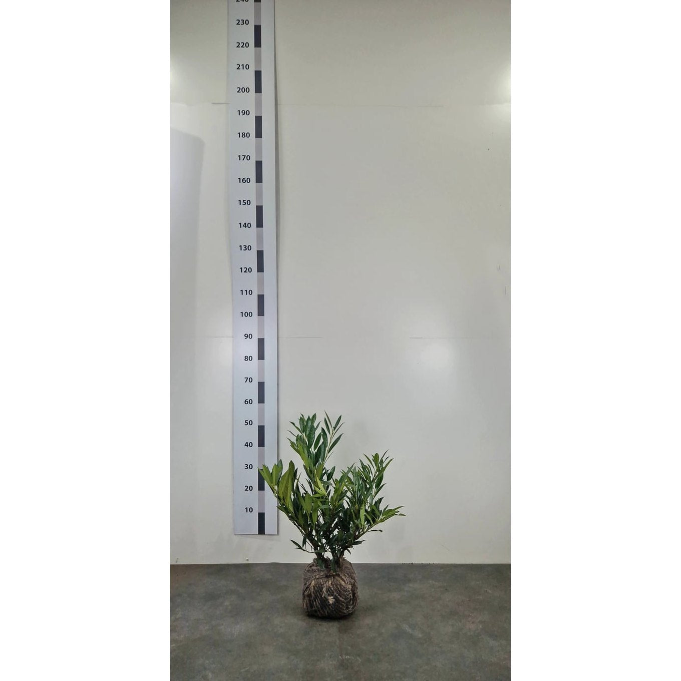 Lagerkörsbär – Prunus laurocerasus 'Otto Luyken' - 40-50 CM RB