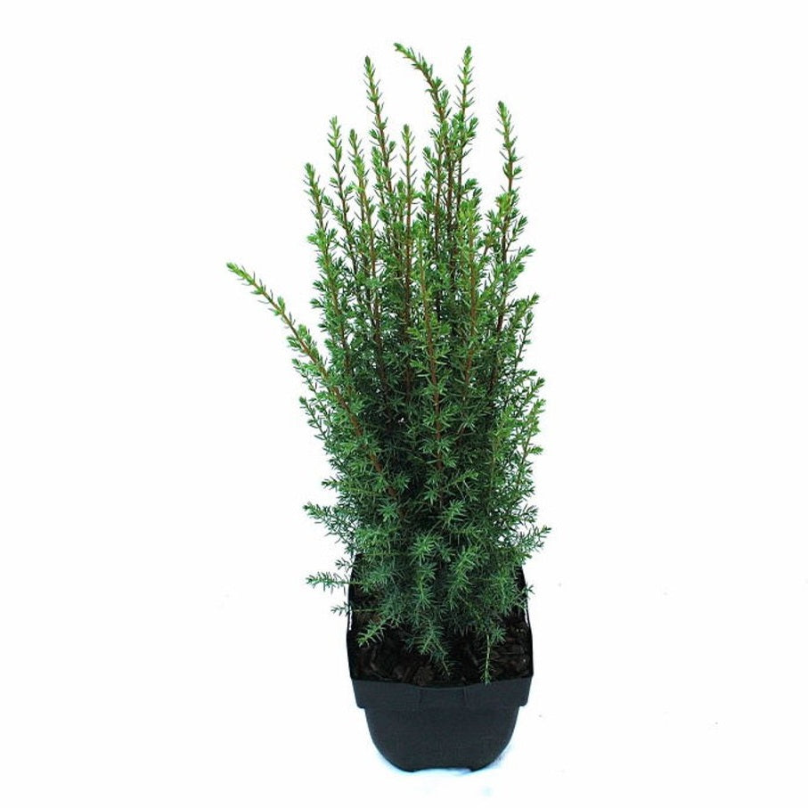 En – Juniperus communis &