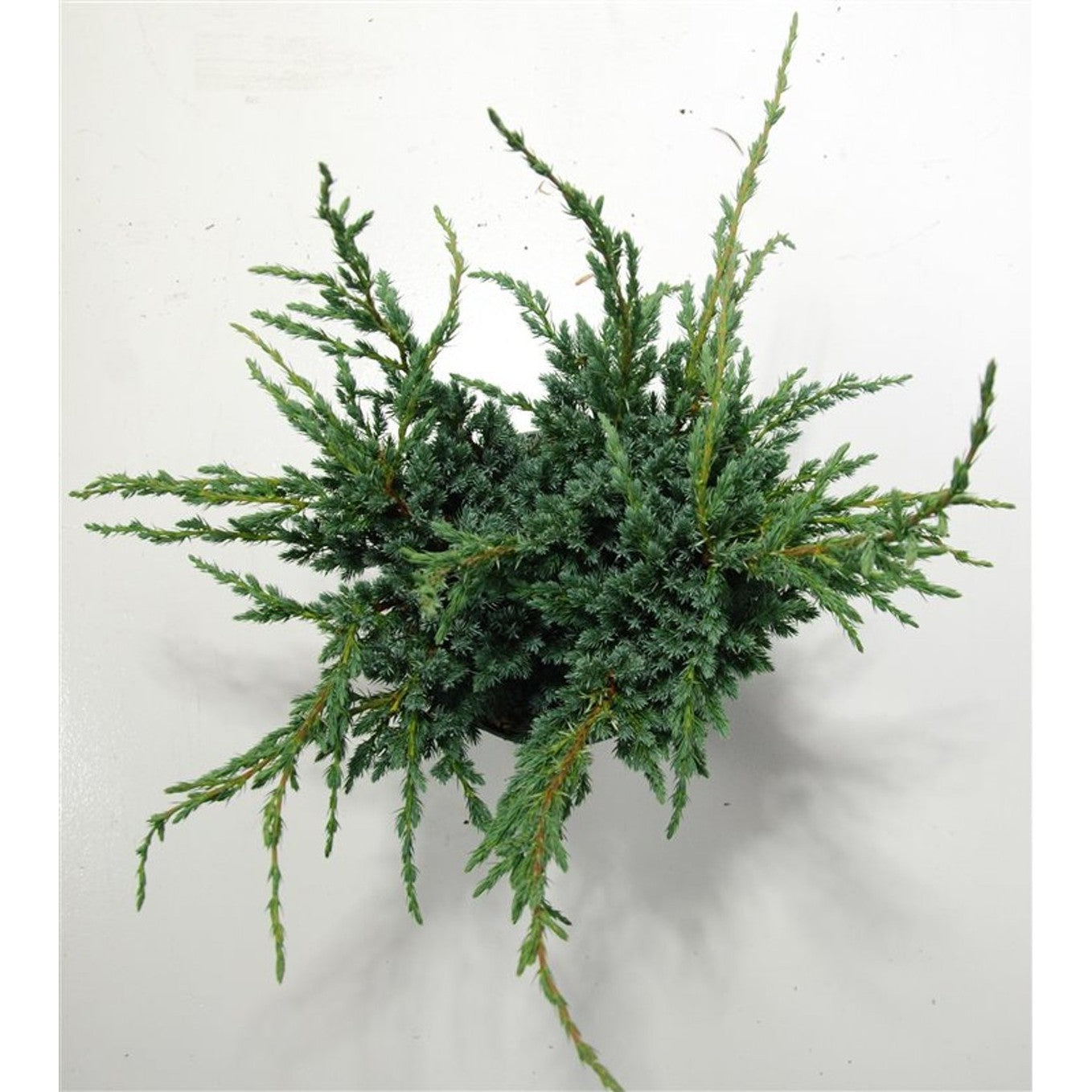 Fjäll-en – Juniperus squamata 'Meyeri' - C5 40-50 CM