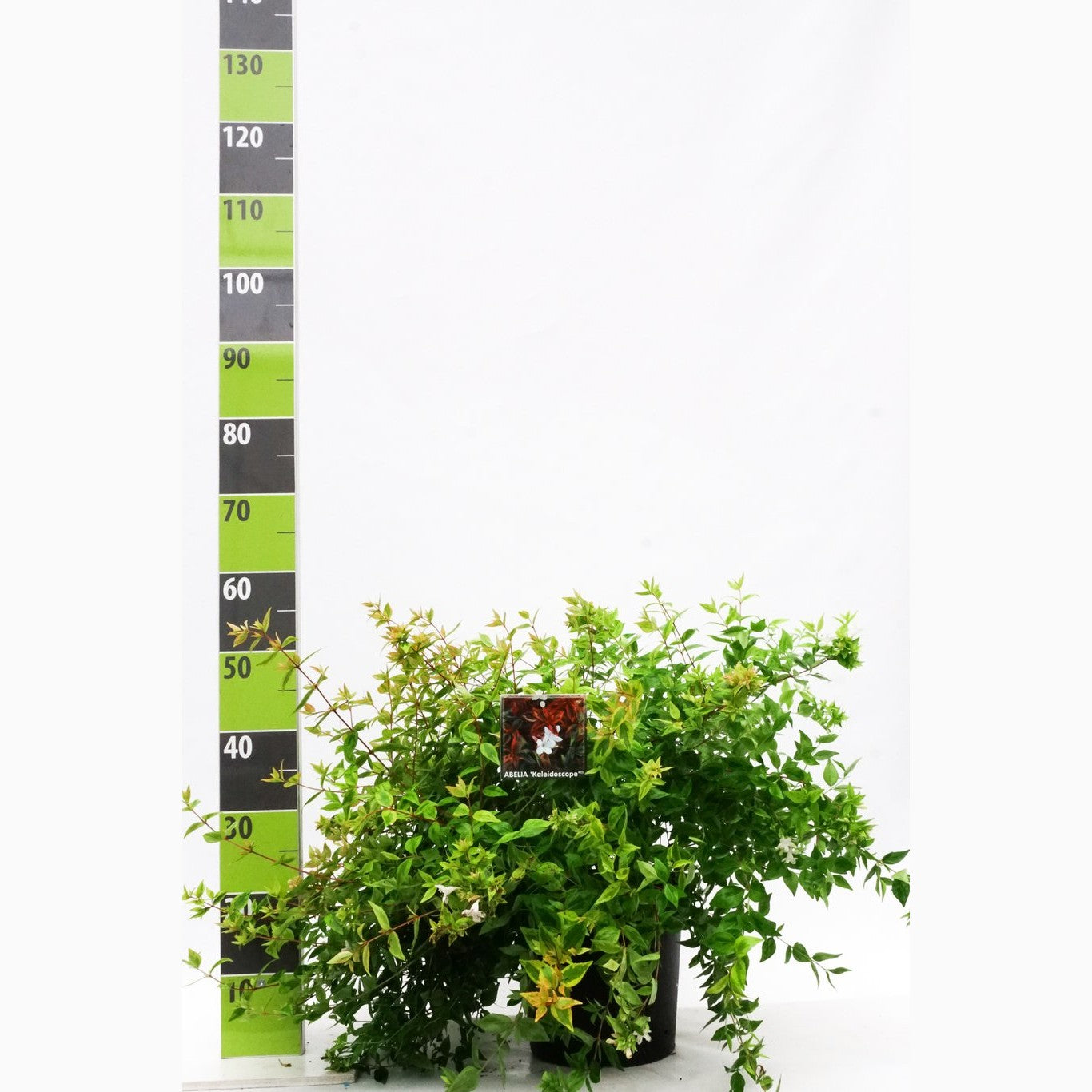 Storablia – Abelia grandifl. 'Kaleidoscope' - C4,6 30-40 CM