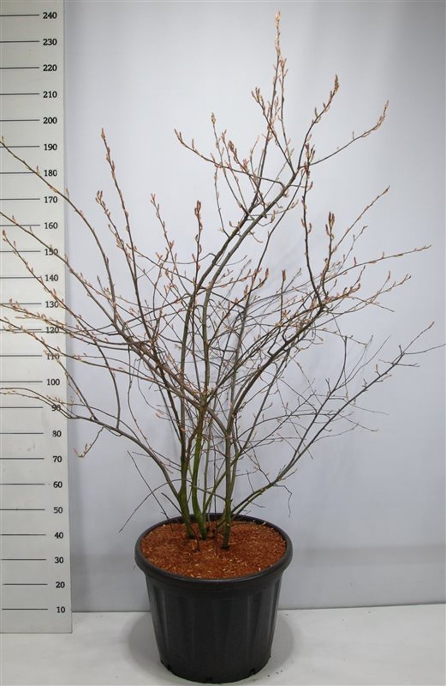 Prakttry – Amelanchier lamarckii - C110 150-175 cm.