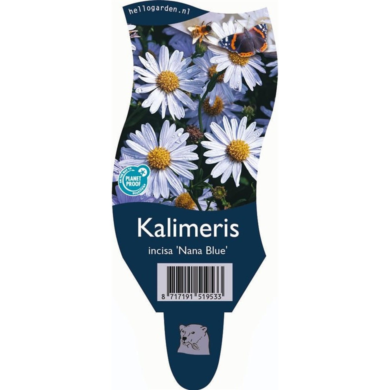 Kalimeris – Kalimeris incisa 'Nana Blue' - P11
