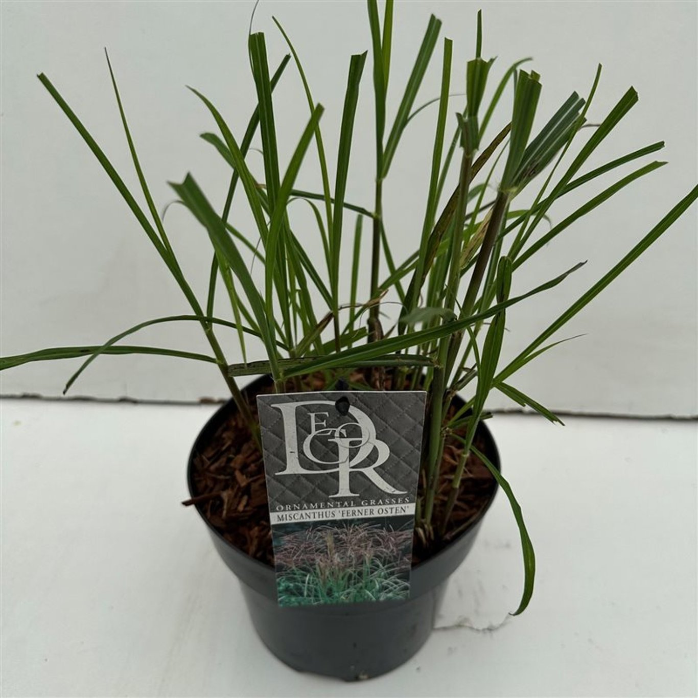 Glansmiskantus – Miscanthus sinensis &