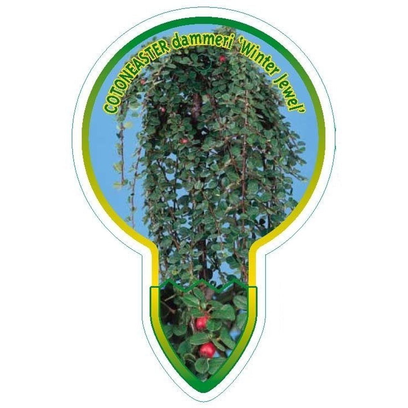 Krypoxbär – Cotoneaster dammeri 'Winter Jewel' - 120 CM Stem C7.5