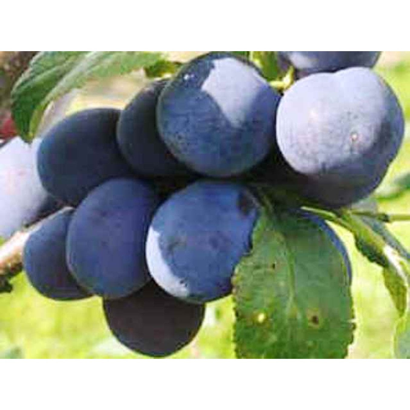 Plommon – Prunus domestica &