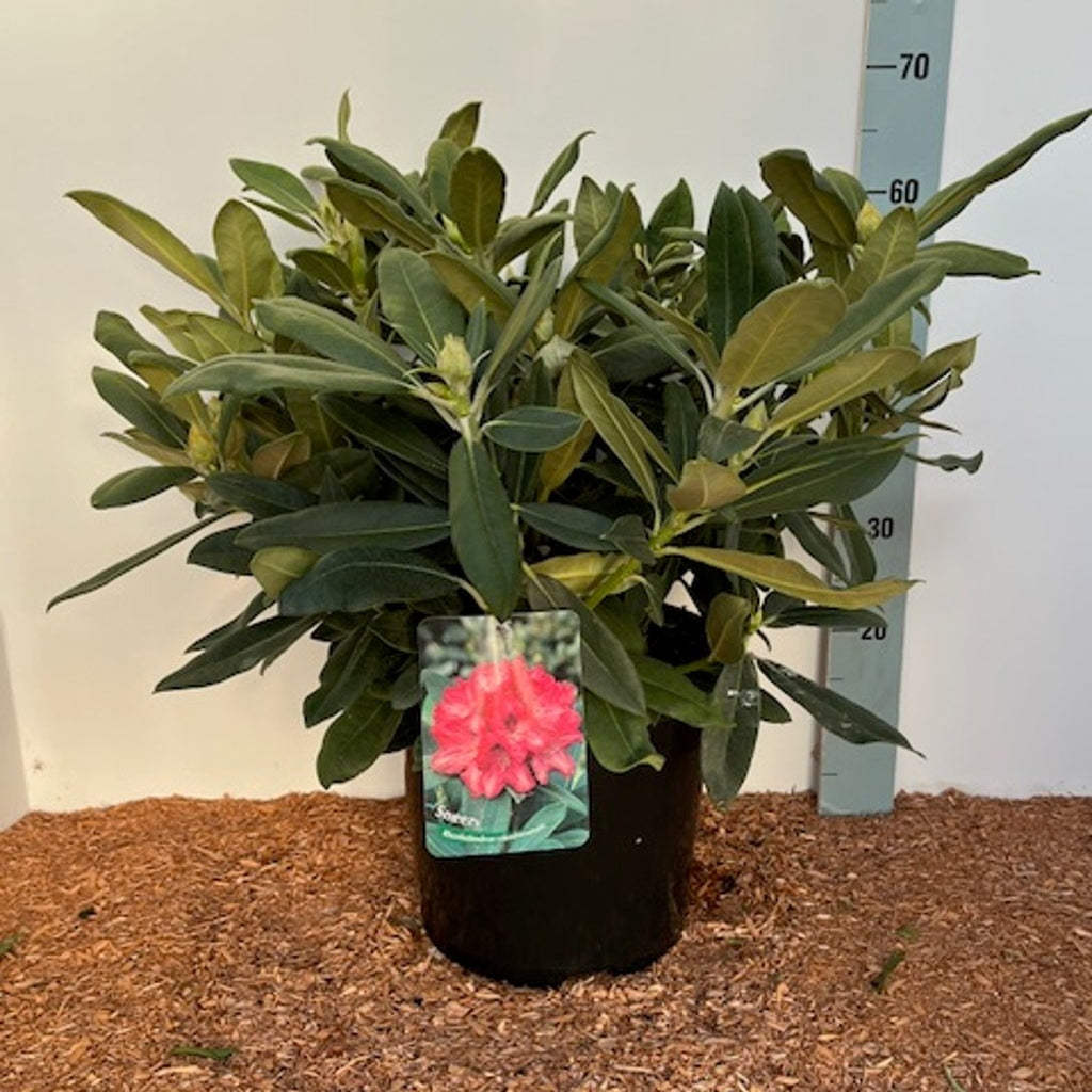 Rhododendron – Rhododendron (Y); 'Sneezy' - C12 50-60 CM