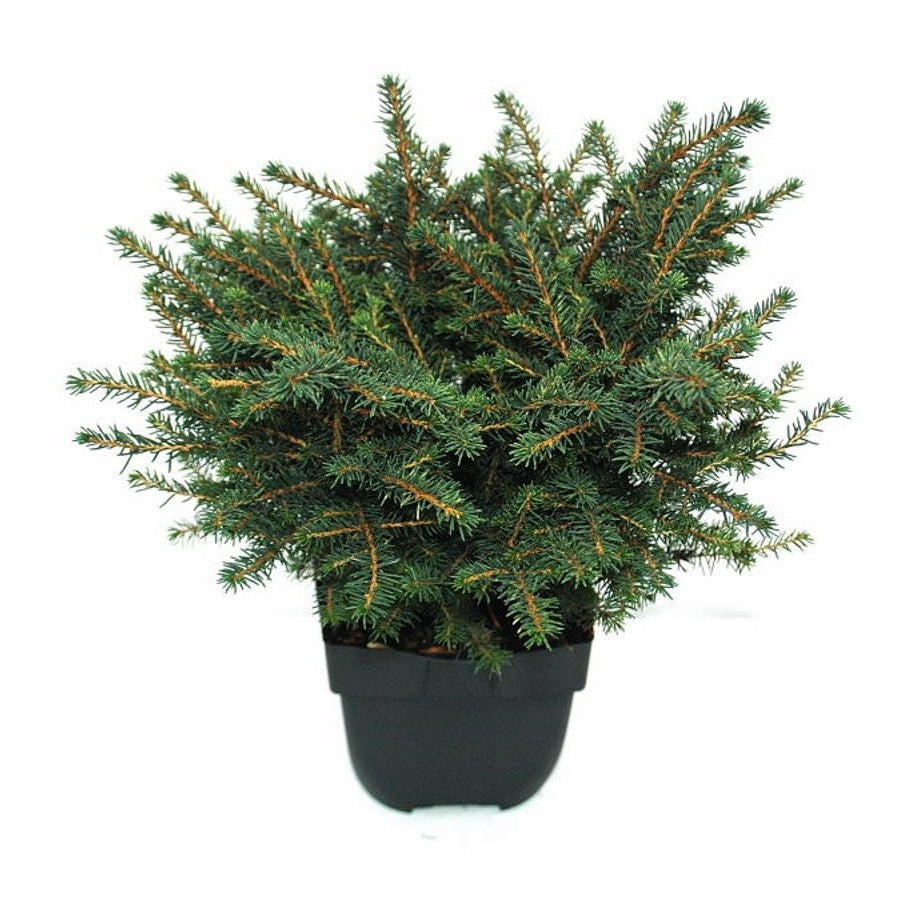 Serbgran – Picea omorika 'Karel' - C2