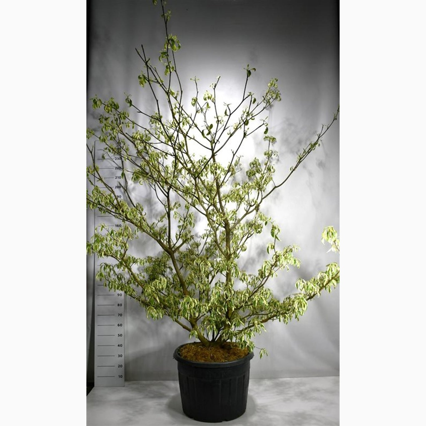 Pagodkornell – Cornus controversa 'Variegata' - 200-250 CM in Cont.