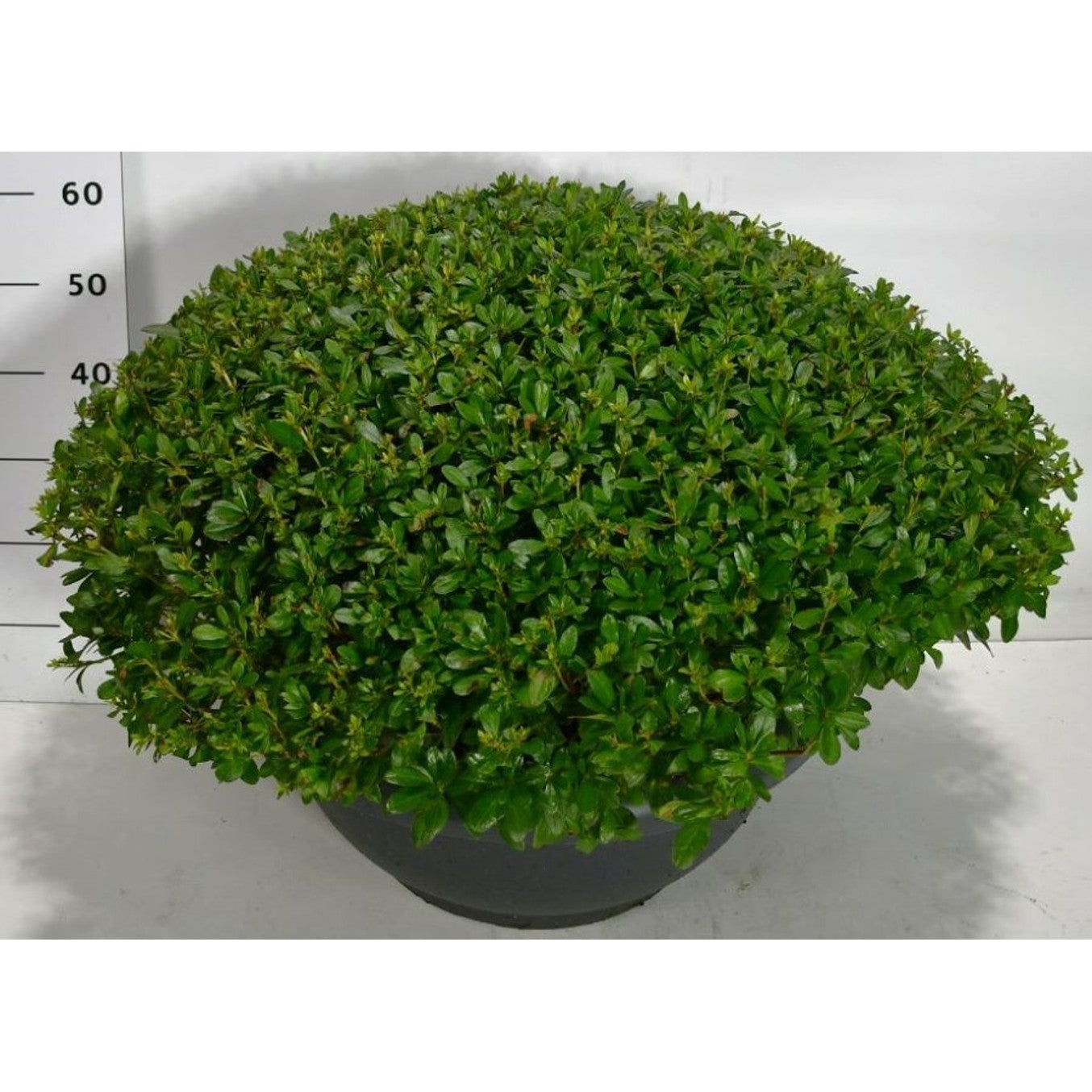 Japansk azalea – Rhododendron (AJ) 'Hino Crimson' - C60 80-90 cm. Bol Plateau