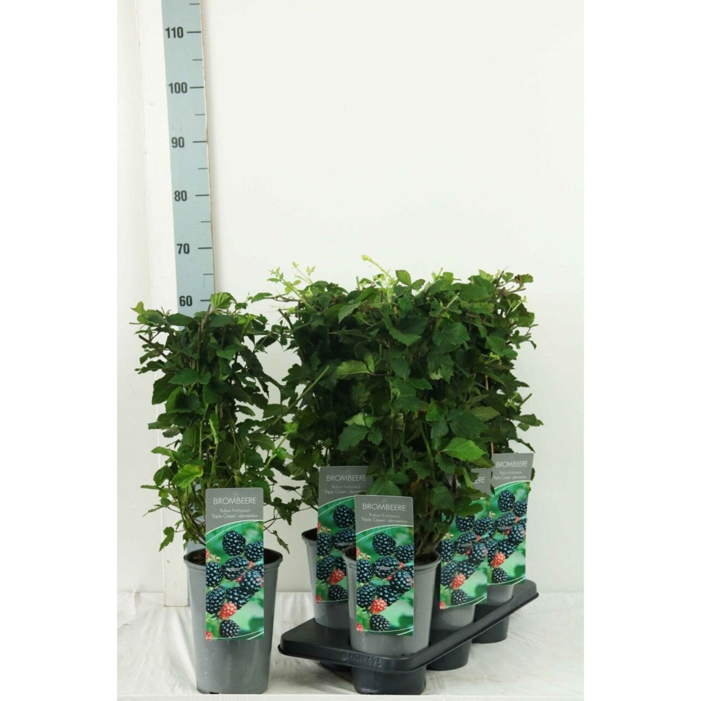 Taggfritt boysenbär – Rubus fruticosus 'Triple Crown' - C3 40-60 CM