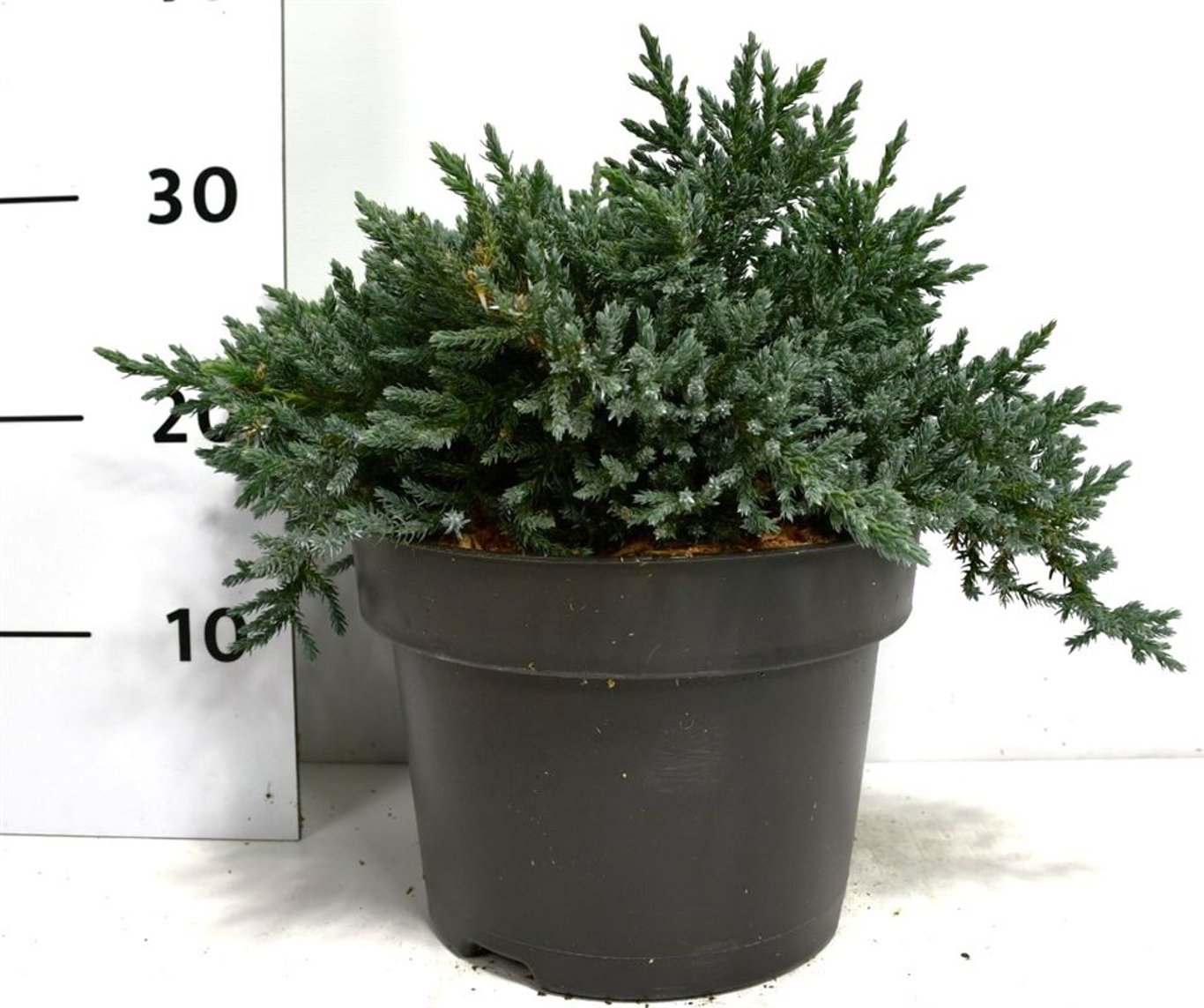 Himalaya-en – Juniperus squamata &