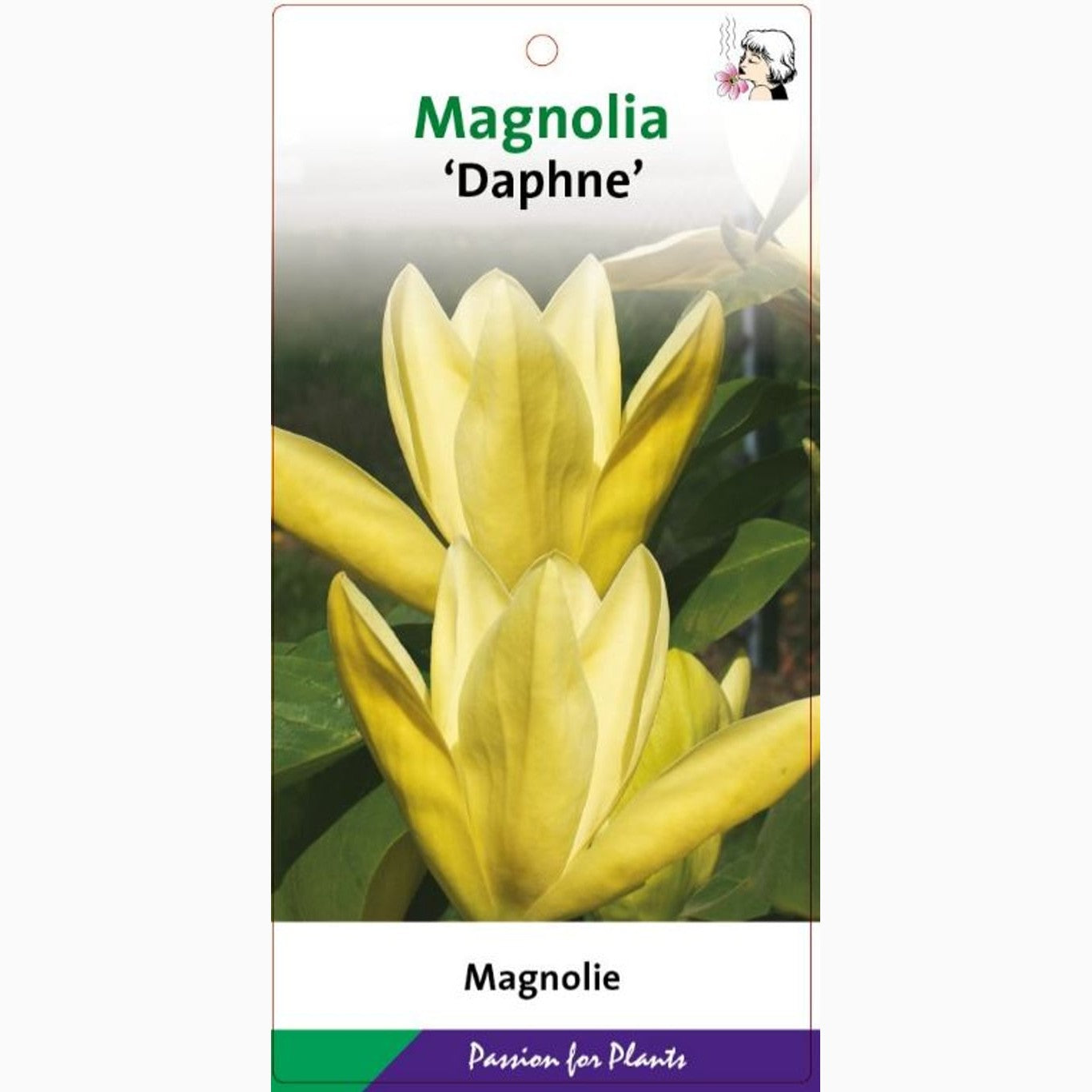 Magnolia – Magnolia 'Daphne' - C7.5 60-80 CM