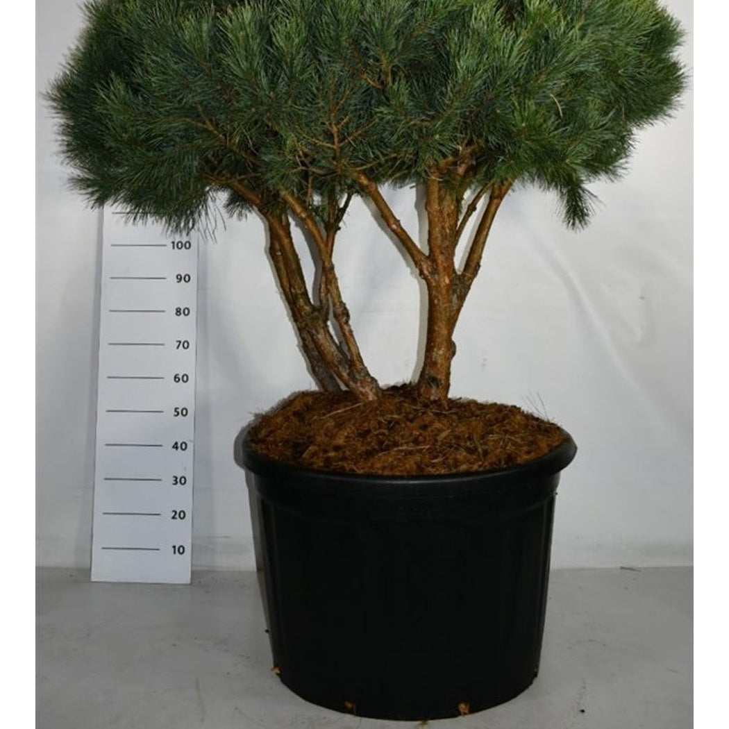 Tall – Pinus sylvestris 'Watereri' - C230 100-125 cm. Parasol