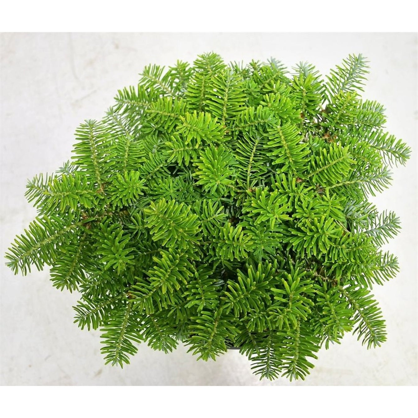 Koreagran – Abies koreana &
