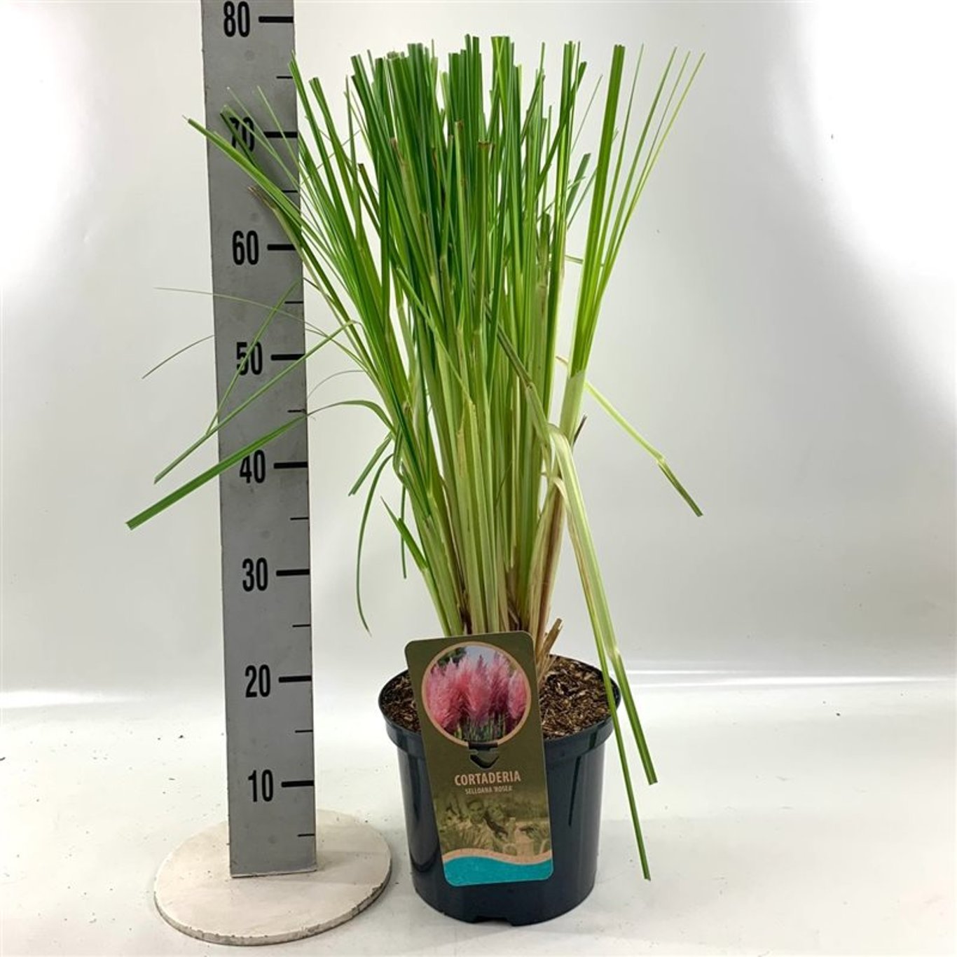 Pampasgräs – Cortaderia selloana 'Rosea' - C5 40/+ CM