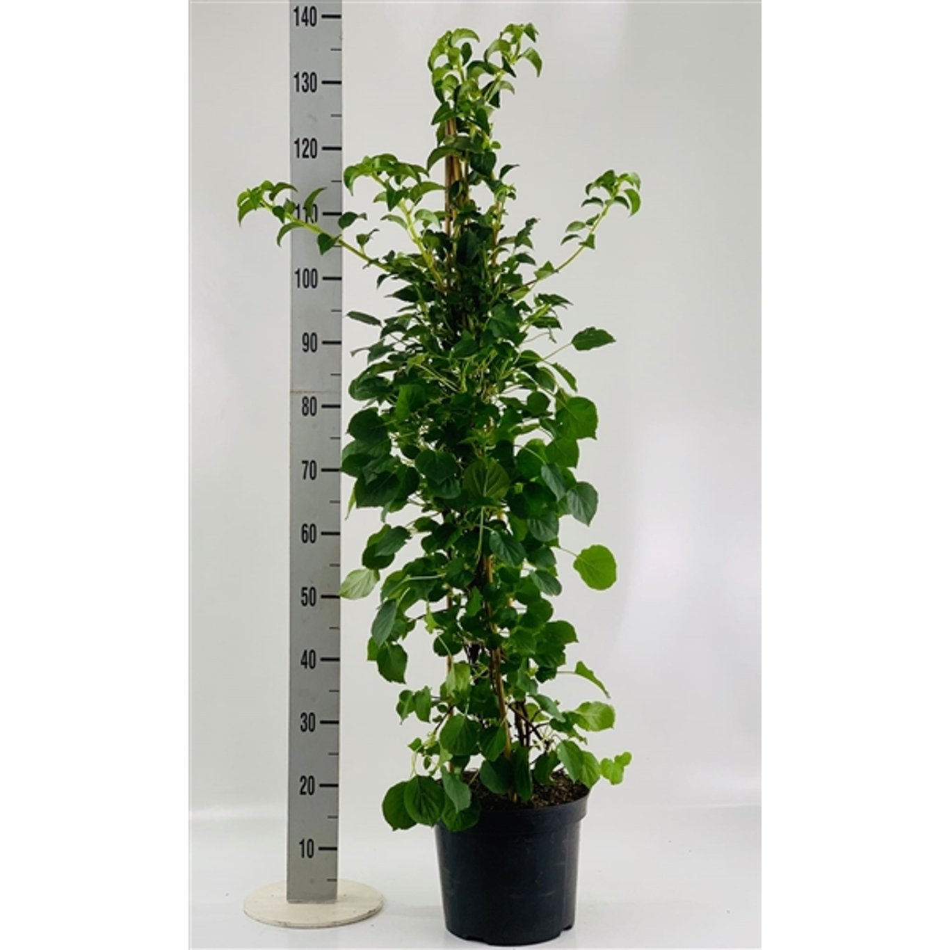 Hortensia – Hydrangea arborescens 'Pink Percussion' - C7.5 100-125 CM Stick