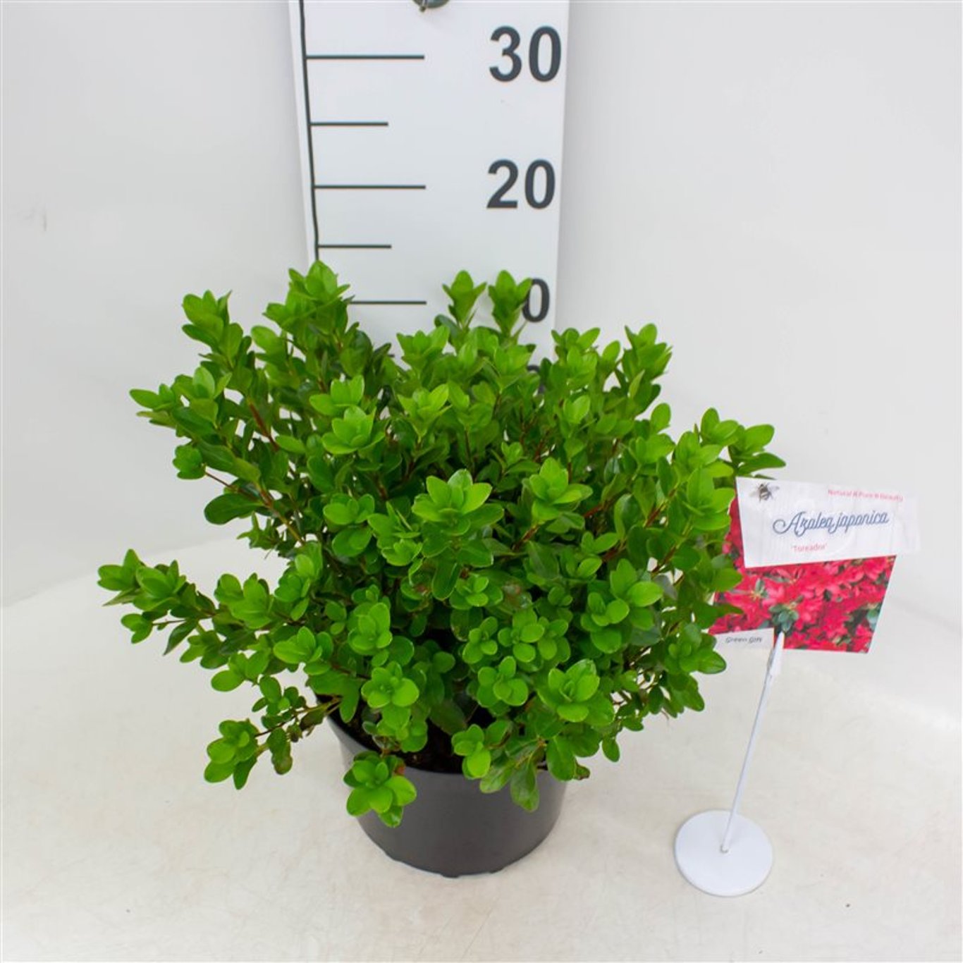 Rhododendron – Rhododendron (AJ); 'Toreador' - C4 25-30 CM