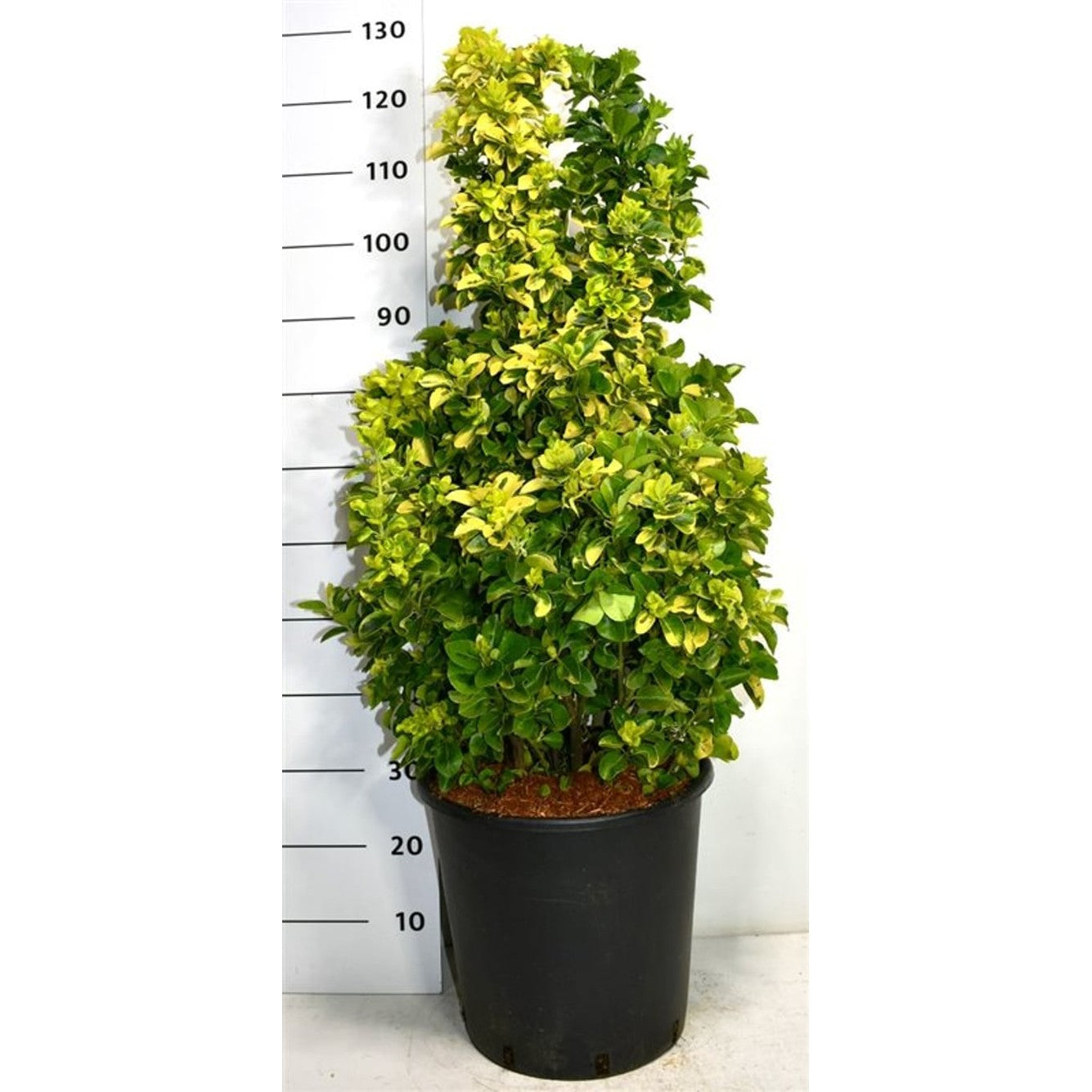 Japansk benved – Euonymus japonicus 'Aureus' - C25 80-100 cm.