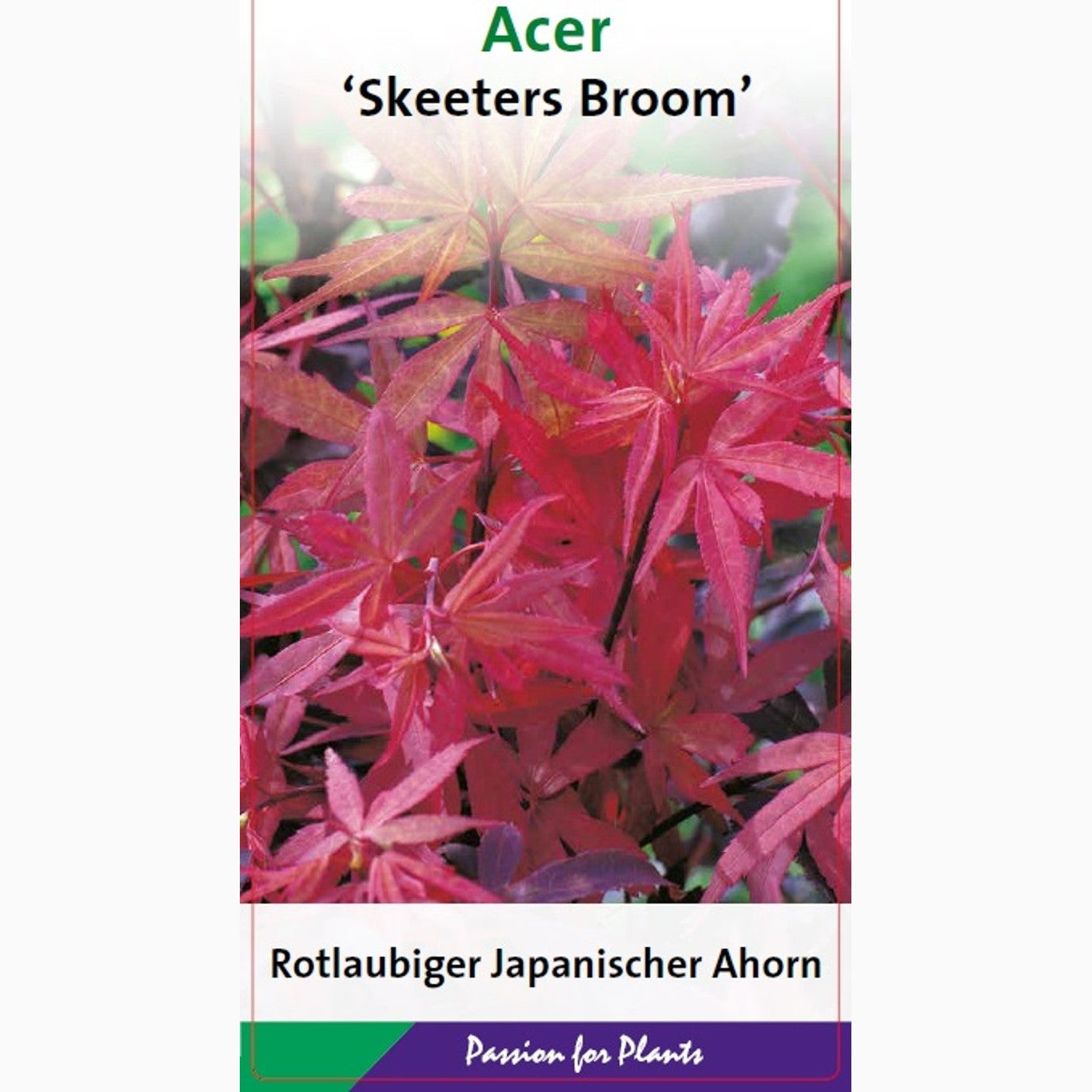 Japansk lönn – Acer pal. 'Skeeter's Broom' - C7.5 80-100 CM