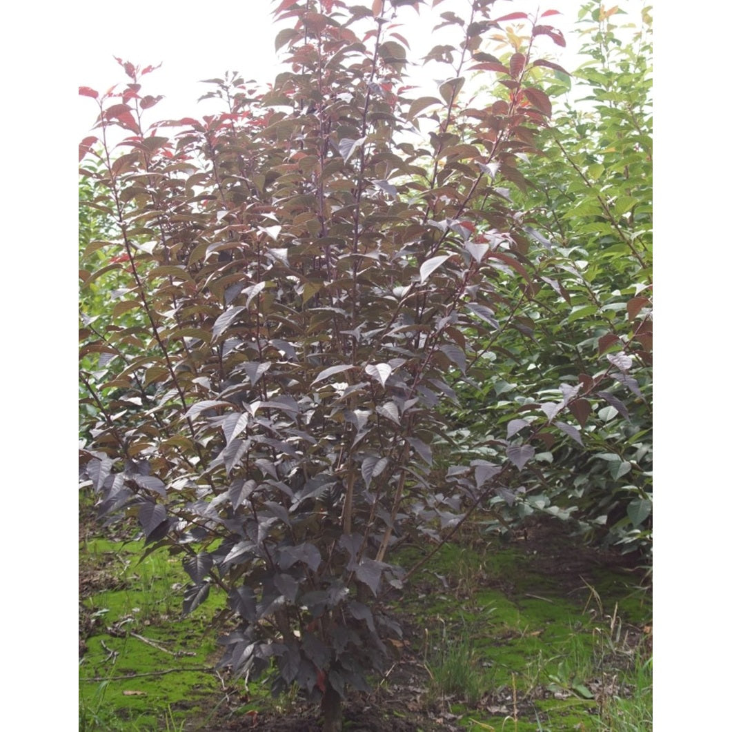 Japanskt körsbär – Prunus serrulata 'Royal Burgundy' - 150-200 CM RB