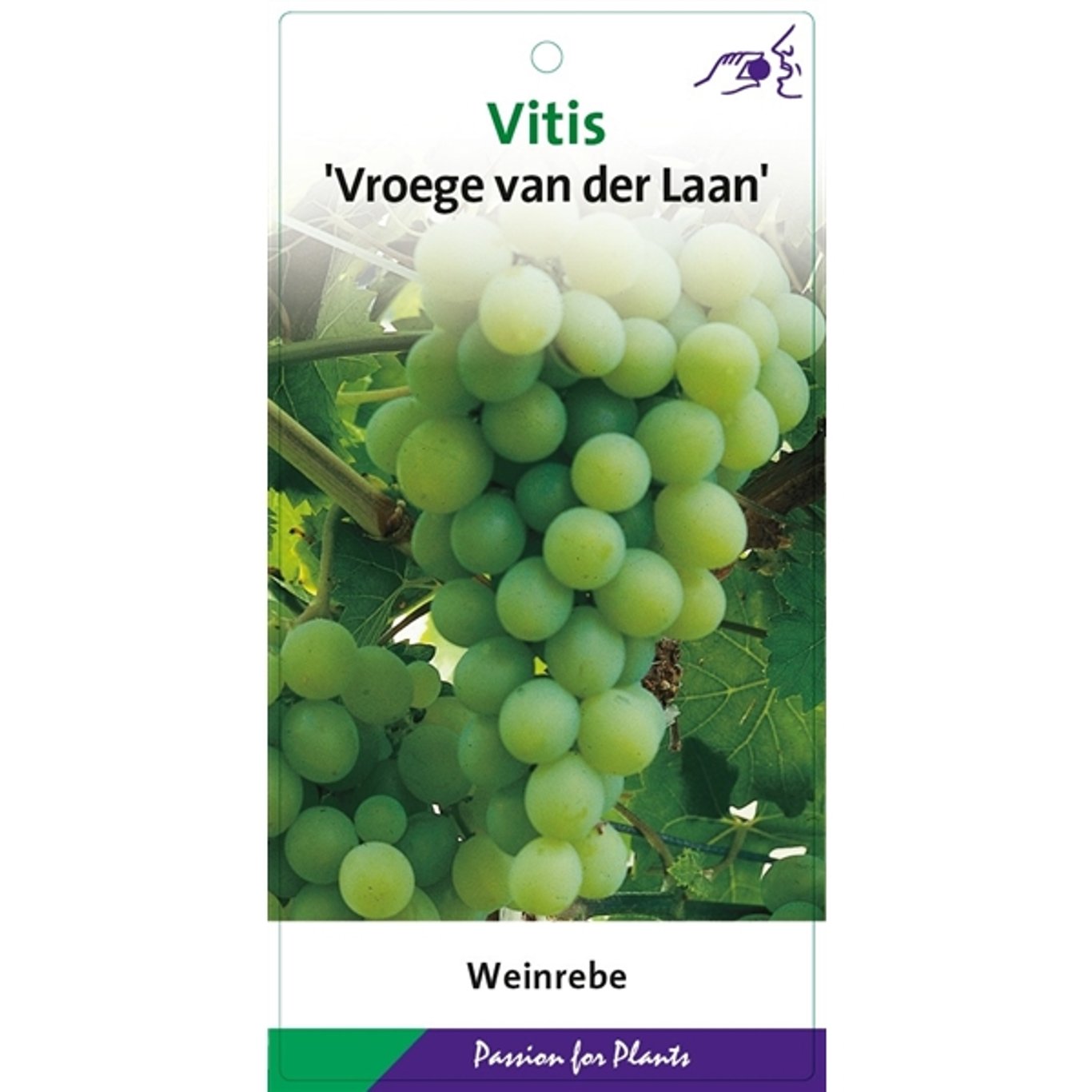 Vinranka – Vitis &
