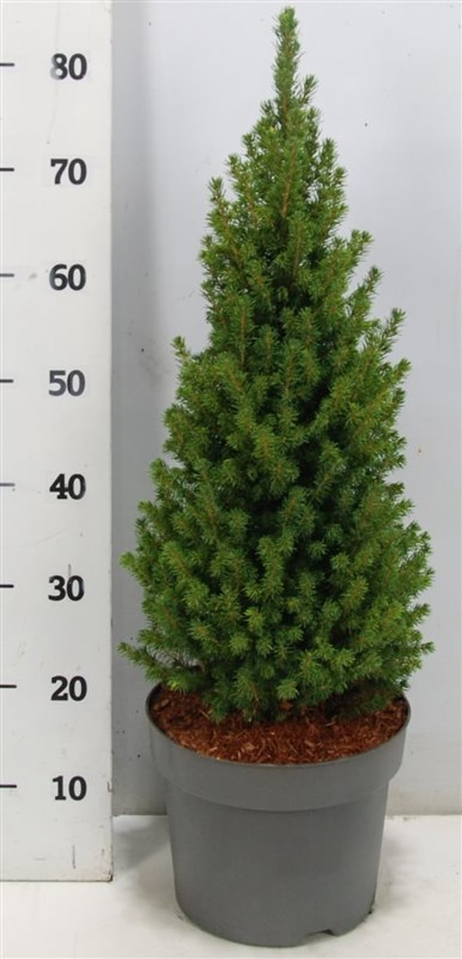 Albertagran – Picea glauca 'Perfecta' - C5 60-70 cm.