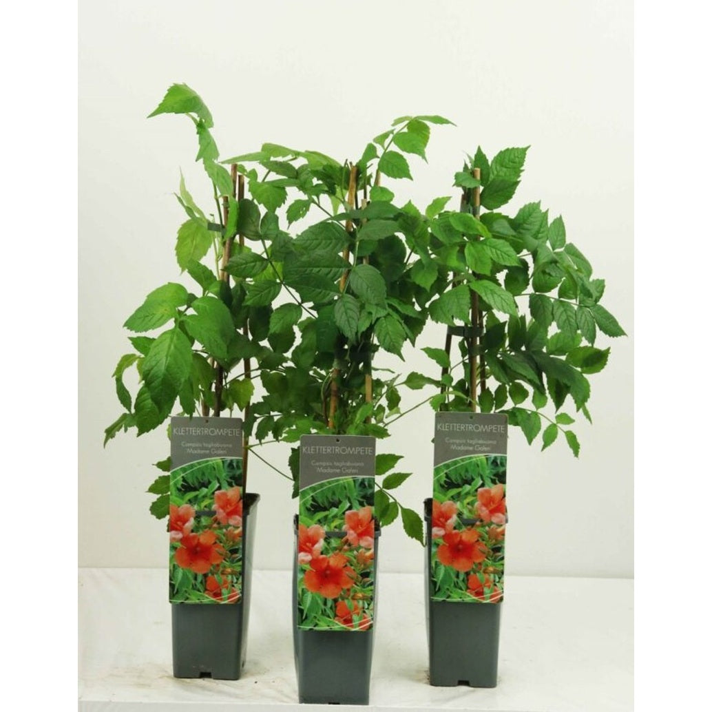 Trumpetranka – Campsis tagliabuana &