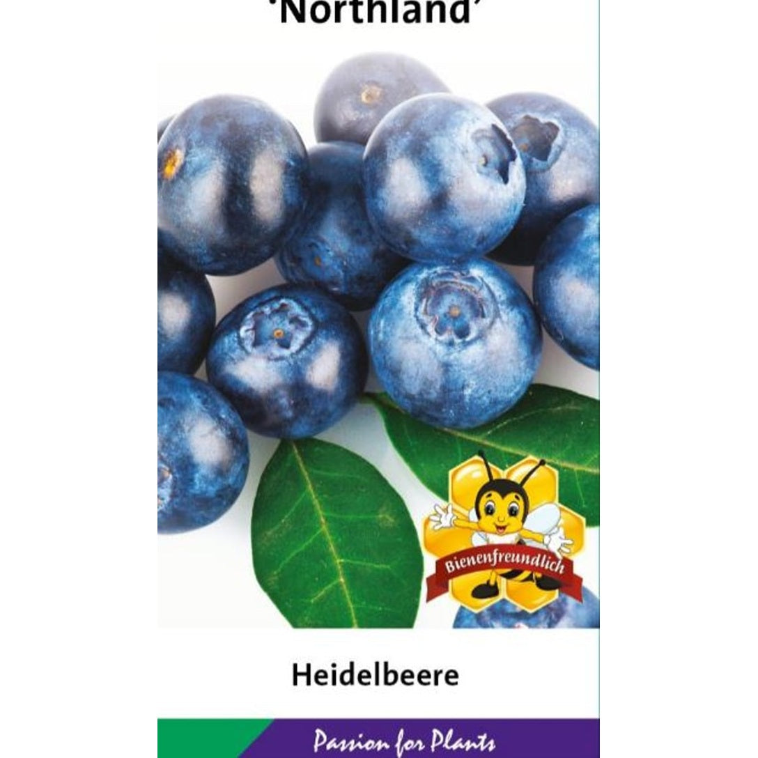 Trädgårdsblåbär – Vaccinium corymbosum &