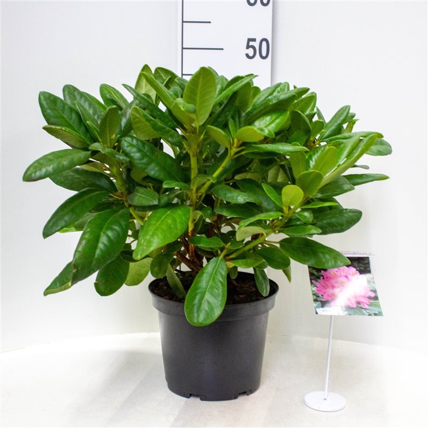 Rhododendron – Rhododendron 'Scintillation' - C5 30-40 CM