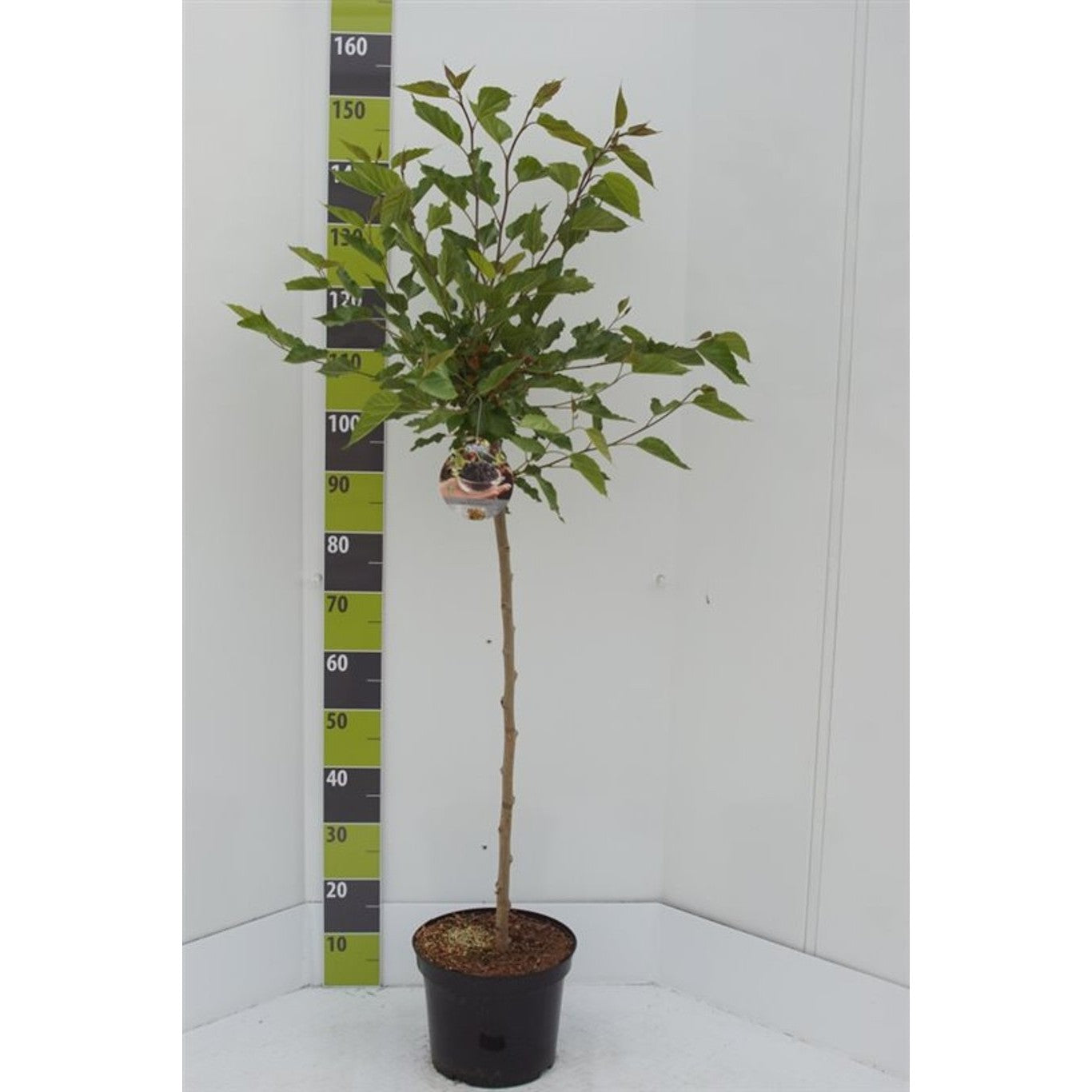 Mullbär – Morus rotundiloba 'Mojo Berry'® - 80 CM Stem C7.5