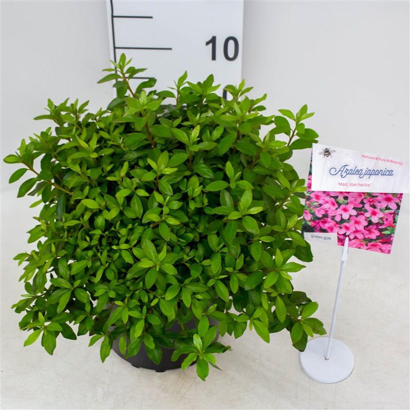 Rhododendron – Rhododendron (AJ); 'Mad. van Hecke' - C4 25-30 CM