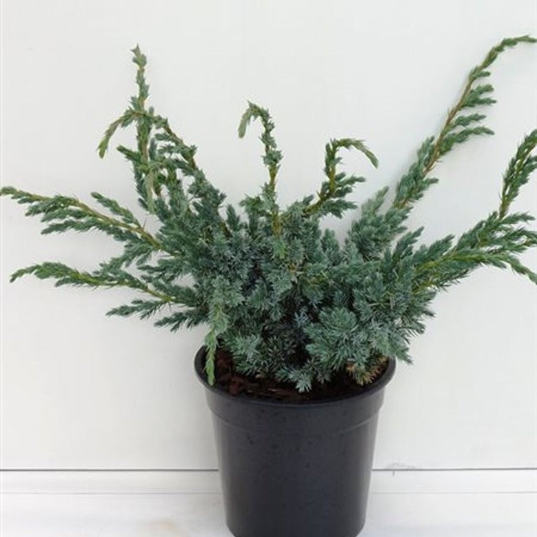 Fjäll-en – Juniperus squamata 'Meyeri' - C3 30-40 CM