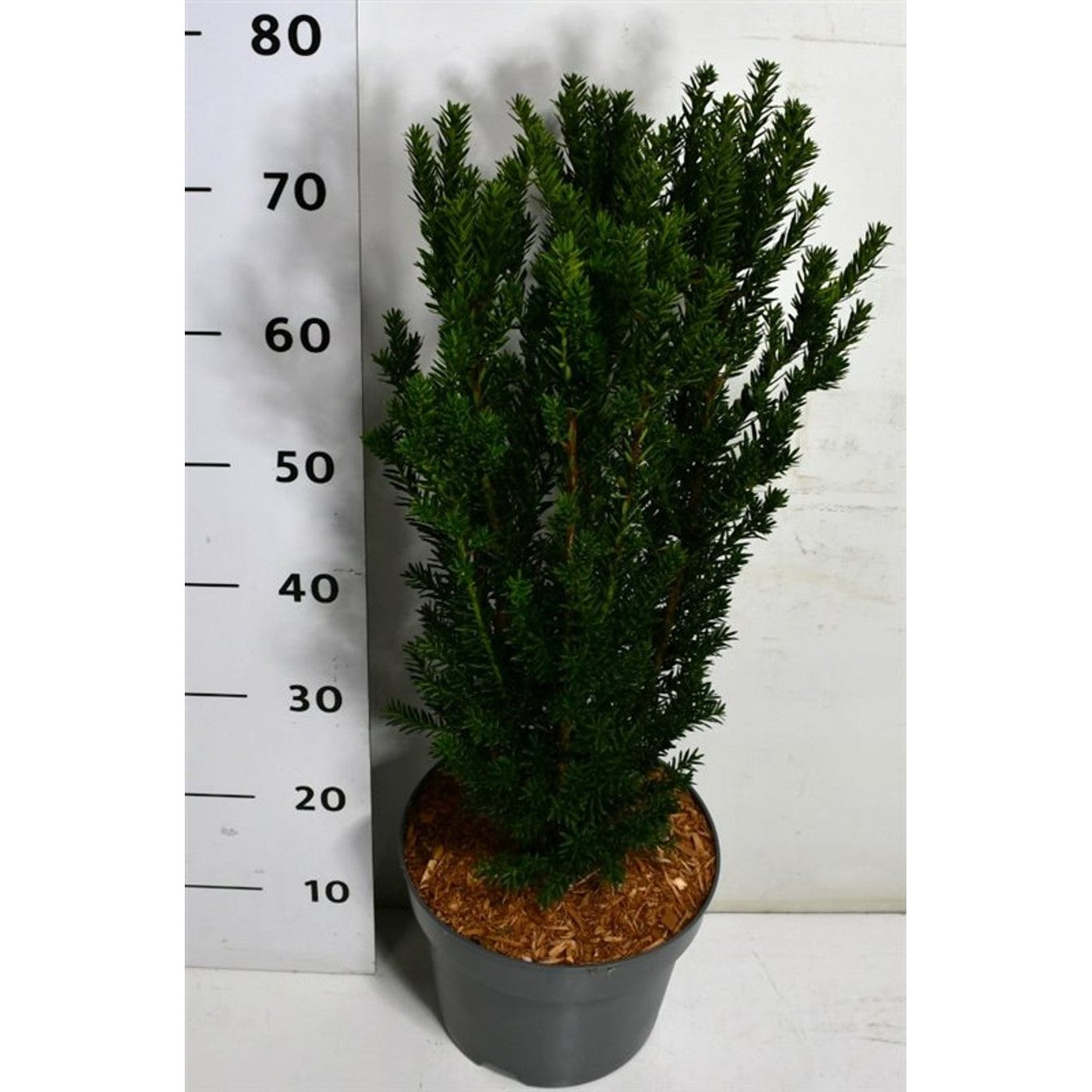 Hybrididegran – Taxus media 'Hillii' - C7.5 60-70 cm.