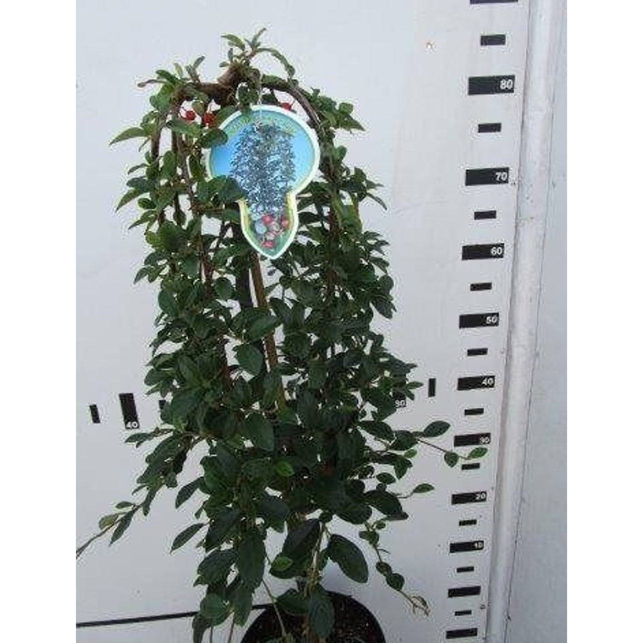 Krypoxbär – Cotoneaster dammeri 'Major' - 80 CM Stem C5