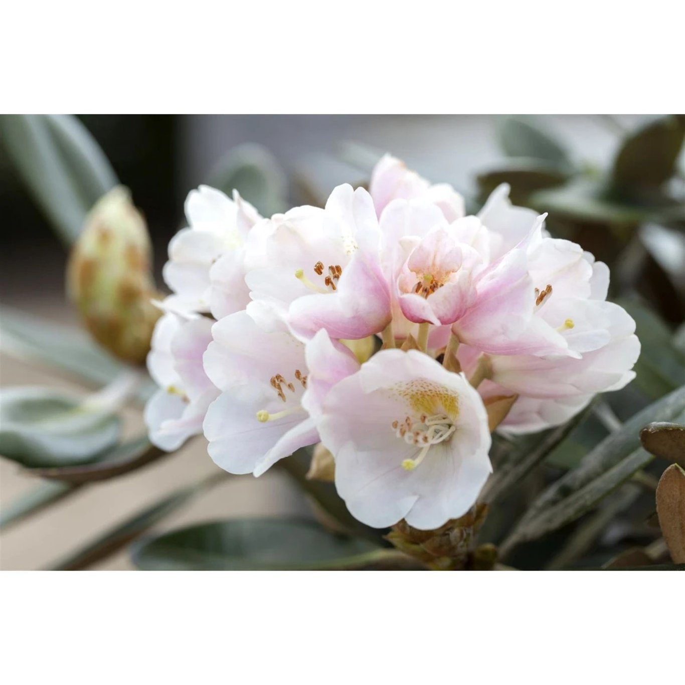 Rhododendron – Rhododendron 'Silbervelours' - C12 50-60 CM