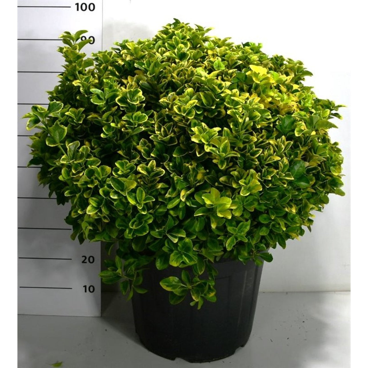 Japansk benved – Euonymus japonicus 'Aureus' - C50 60-80 cm. Bol