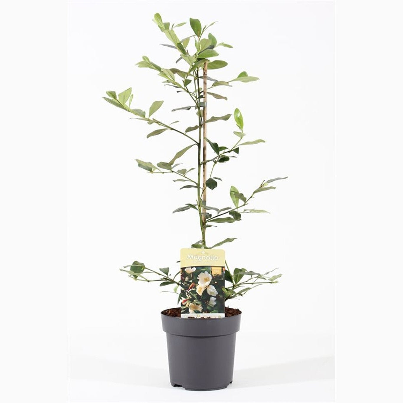 Magnolia – Magnolia 'Fairy Honey Velvet' (Michelia); - C3 40-50 CM