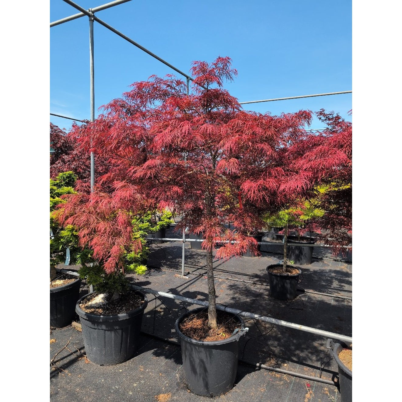 Japansk lönn – Acer pal. 'Garnet' - 100 CM Stem Cont.