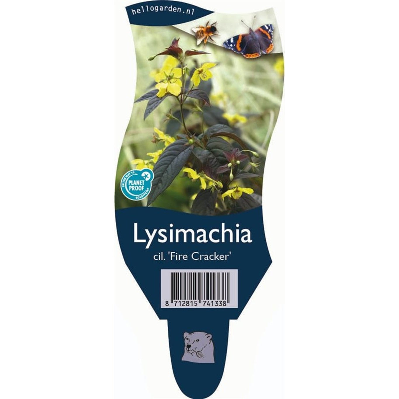 Gullysimachia – Lysimachia ciliata 'Firecracker' - P11