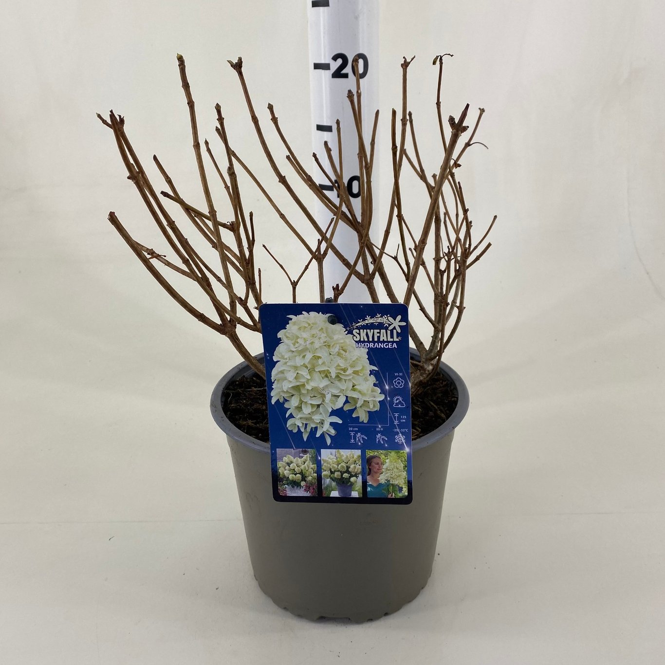 Syrenhortensia – Hydrangea paniculata 'Skyfall'® - C3 20-30 CM