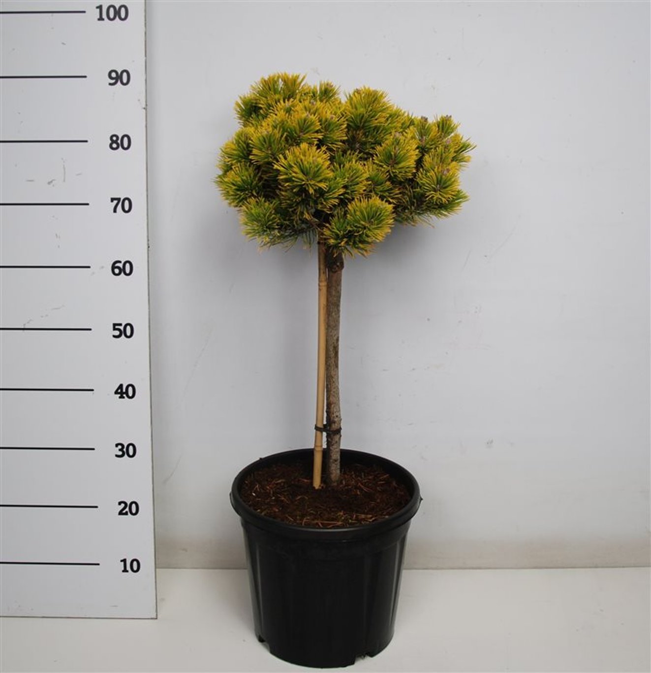Bergtall – Pinus mugo 'Carsten's Wintergold' - C13 40 cm. Stam