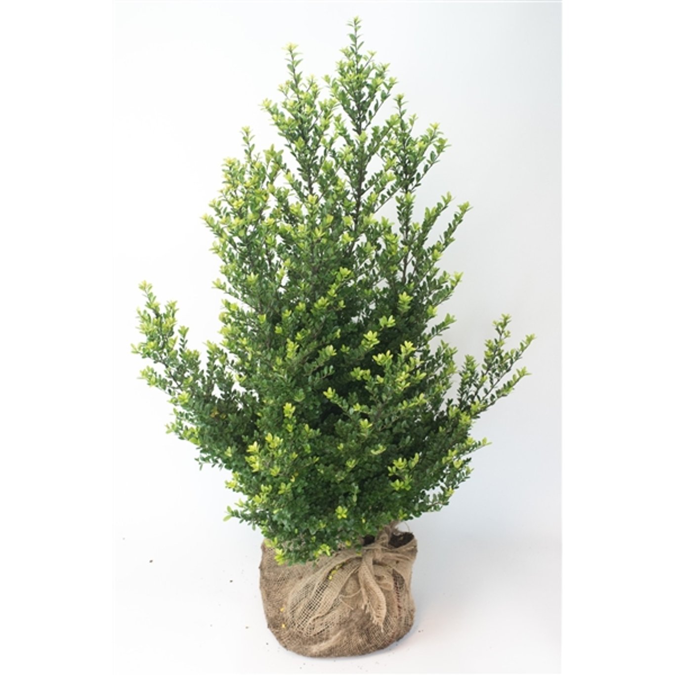 Japansk järnek – Ilex crenata 'Dark Green'® - 100-125 CM RB