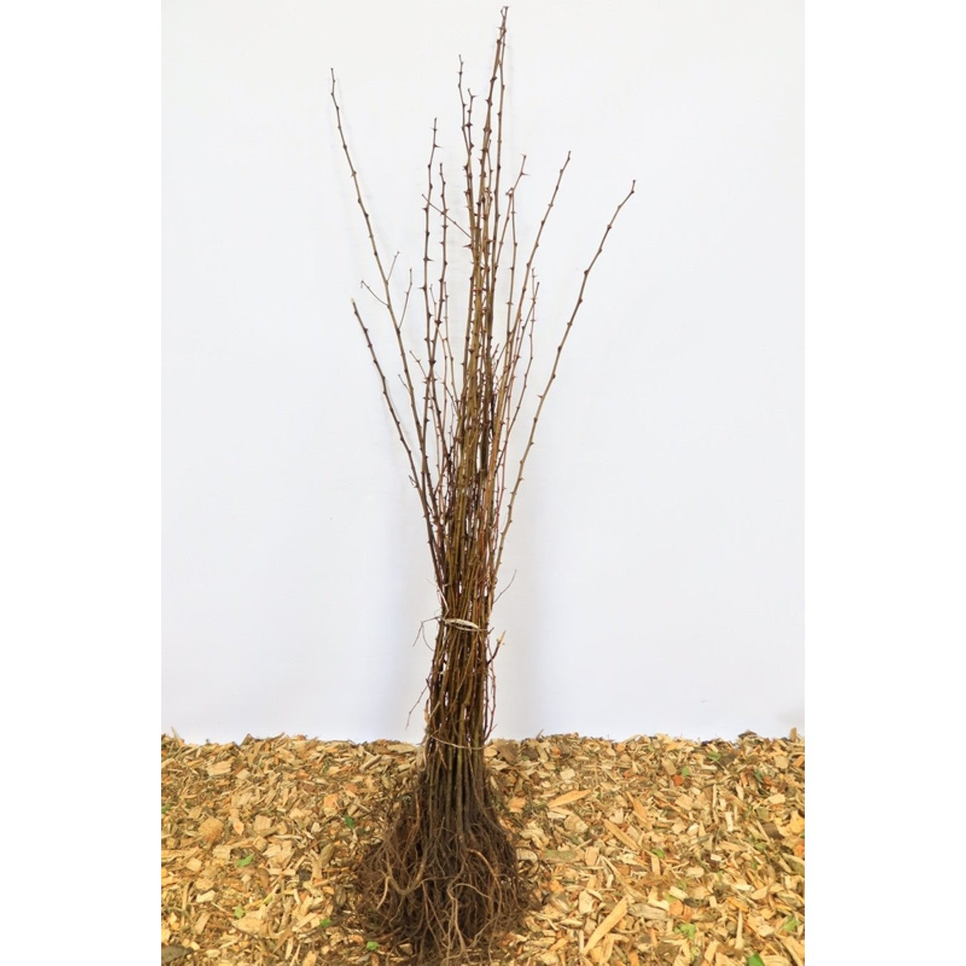 Robinia – Robinia pseudoacacia - 80-100 CM bare root 1/1