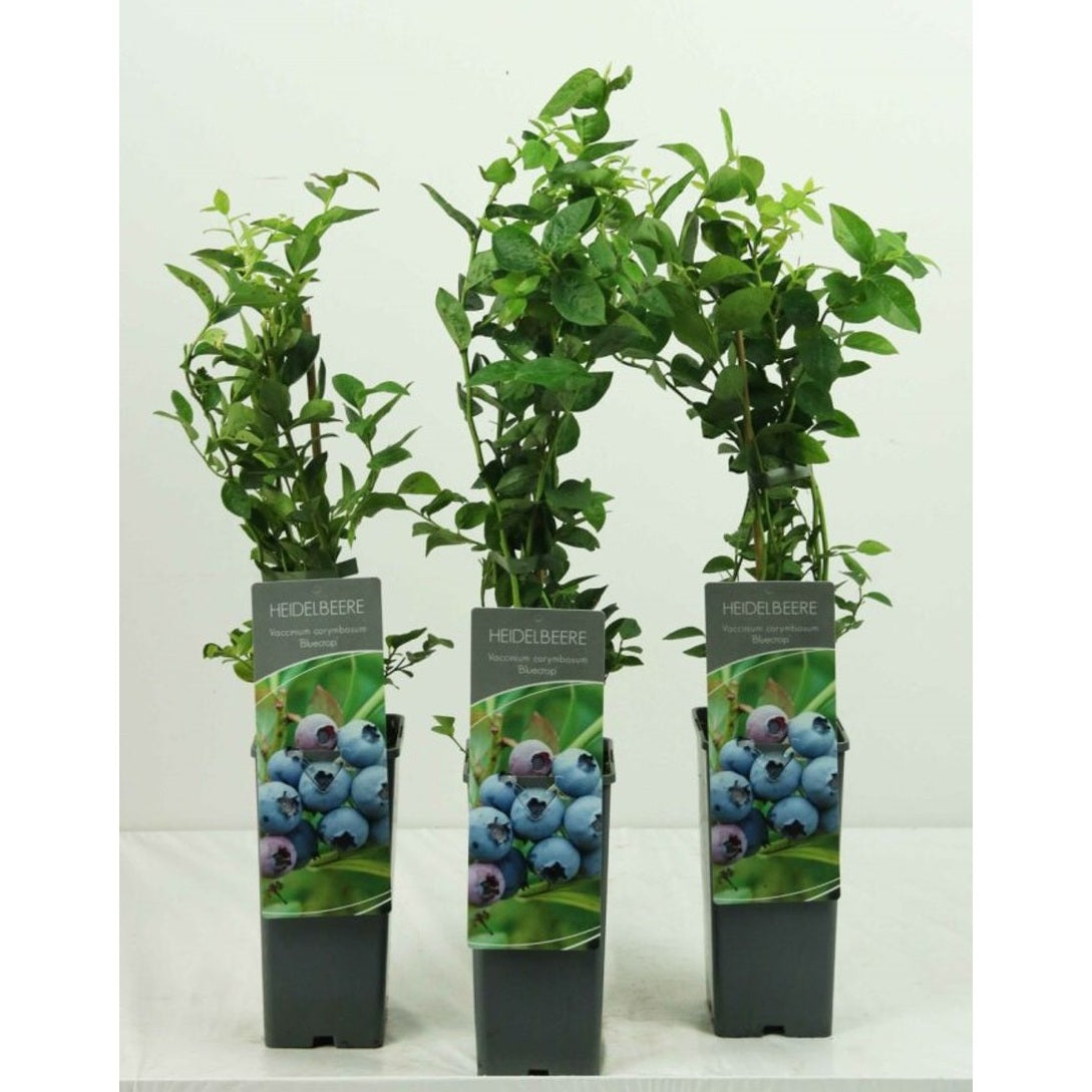 Trädgårdsblåbär – Vaccinium corymbosum &