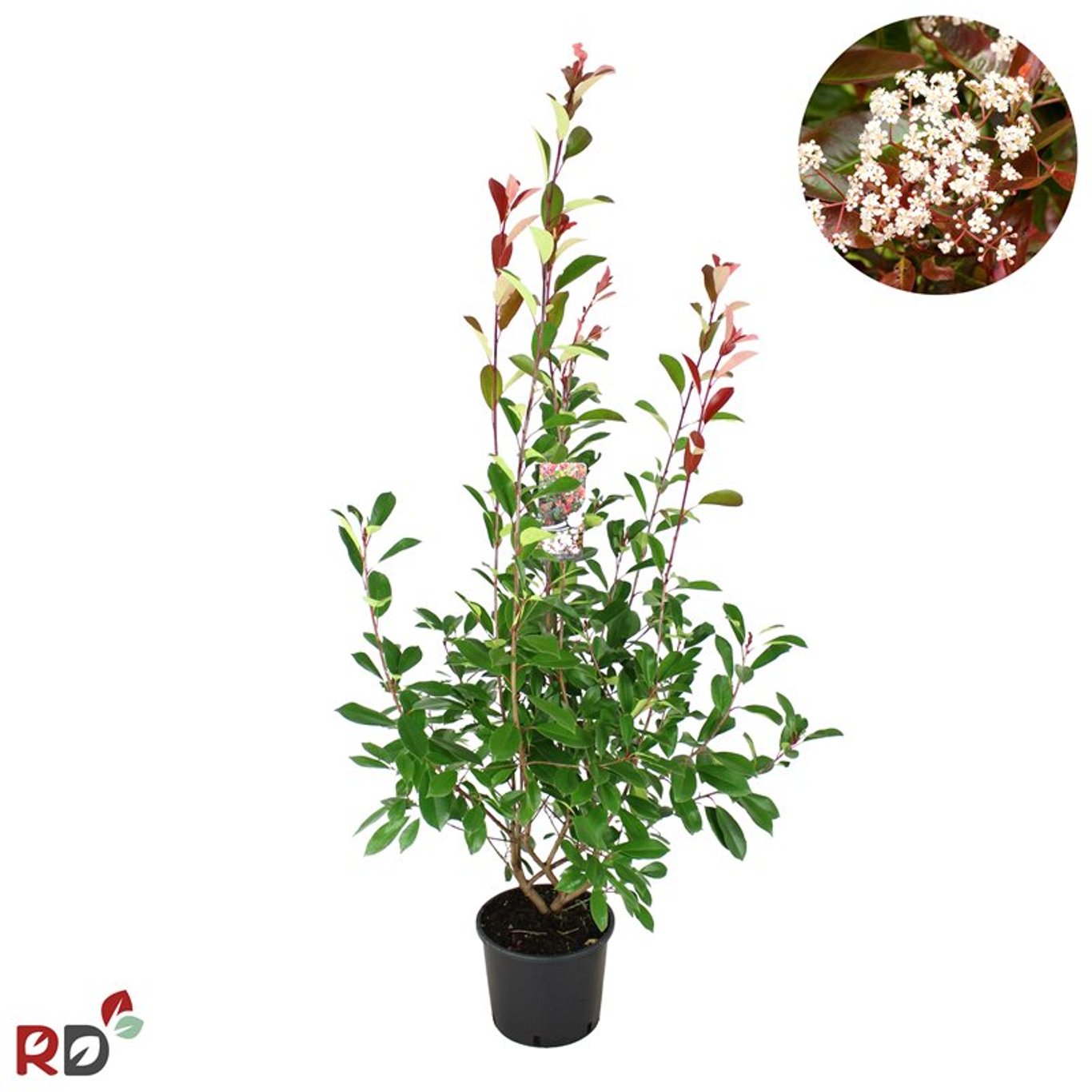 Fotinia – Photinia fraseri 'Red Robin' - C12 125-150 CM