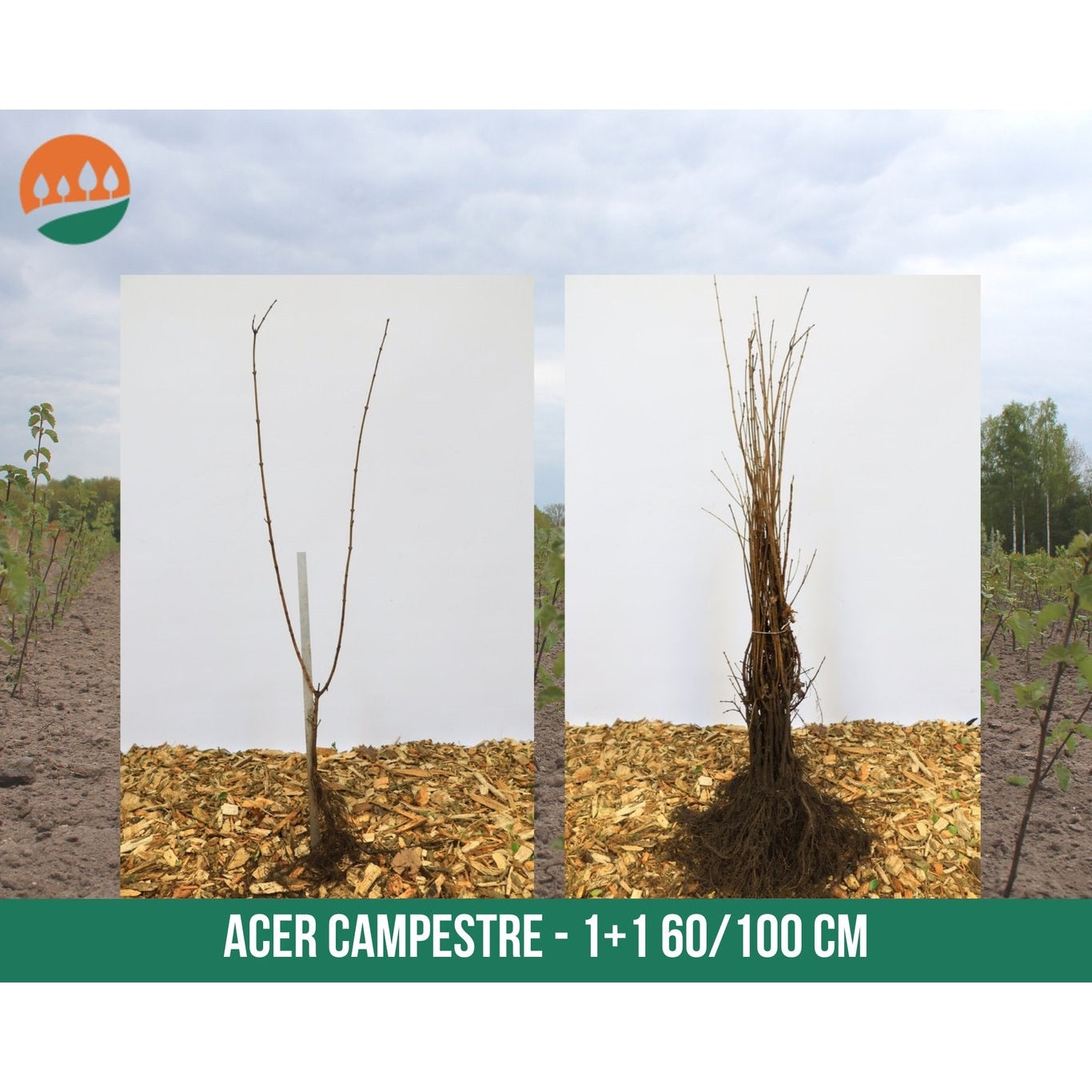 Fältlönn – Acer campestre - 60-100 CM bare root 1/1